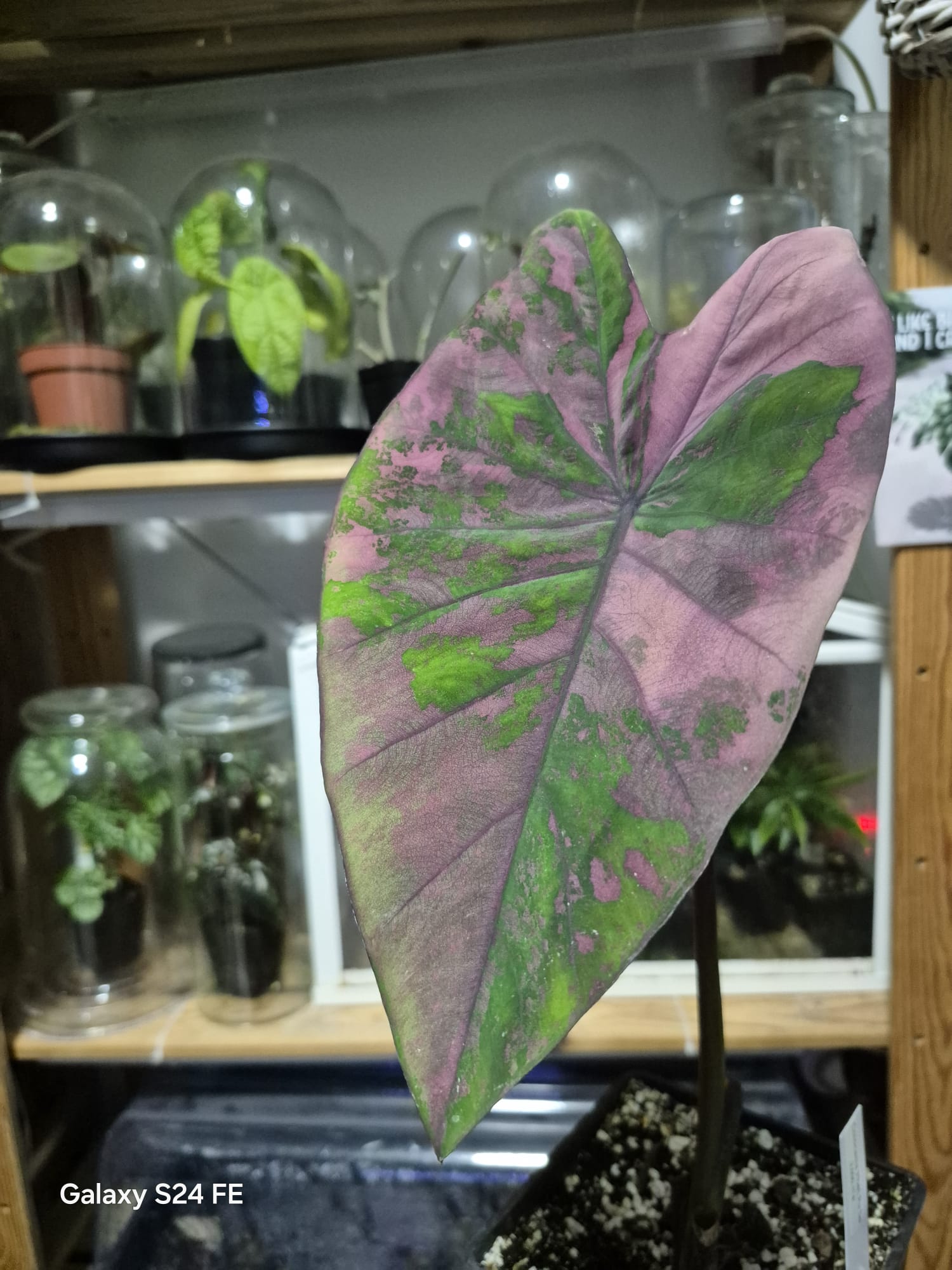 Colocasia Phet Pusa